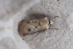 Agrotis exclamationis