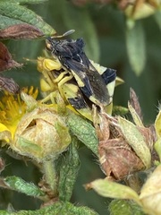 Phymata pennsylvanica