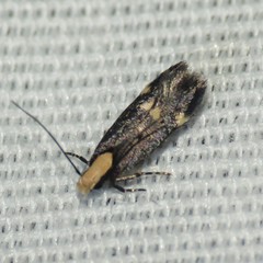 Chionodes phalacra