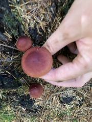 Cortinarius phoeniceus