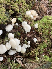 Crepidotus applanatus