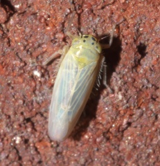 Macrosteles