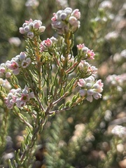 Phylica pinea