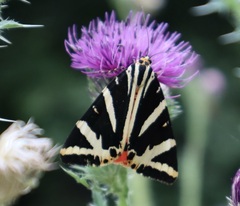 Euplagia quadripunctaria