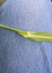 Sorghum halepense