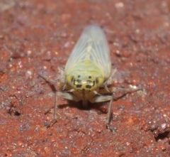 Macrosteles