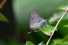 Pseudolycaena marsyas