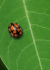 Epilachna mexicana
