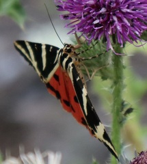 Euplagia quadripunctaria