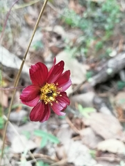 Cosmos atrosanguineus