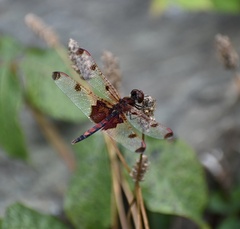 Celithemis elisa