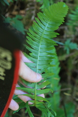 Struthiopteris spicant
