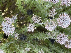 Phylica pinea