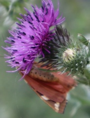 Euplagia quadripunctaria