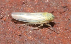 Macrosteles