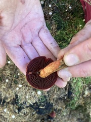 Cortinarius phoeniceus