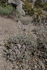 Eriogonum wrightii subscaposum
