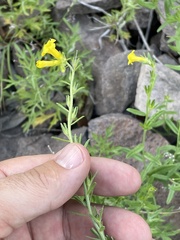 Lithospermum