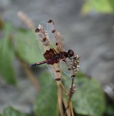 Celithemis elisa