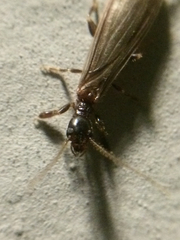 Oligotoma nigra