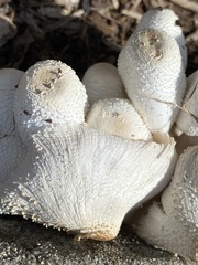 Leucocoprinus cepistipes