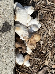 Leucocoprinus cepistipes