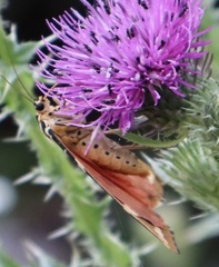 Euplagia quadripunctaria