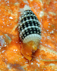 Cerithiopsidae