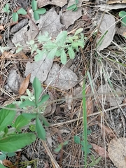 Cosmos atrosanguineus