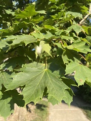 Acer saccharum