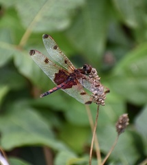 Celithemis elisa