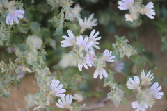 Scaevola parvibarbata