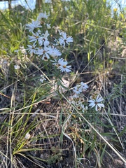 Symphyotrichum falcatum