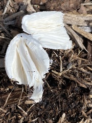 Leucocoprinus cepistipes