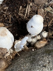 Leucocoprinus cepistipes