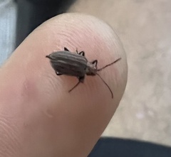 Neolochmaea dilatipennis