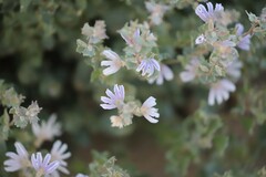 Scaevola parvibarbata