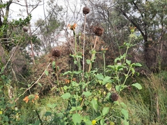 Leonotis nepetifolia