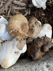 Leucocoprinus cepistipes