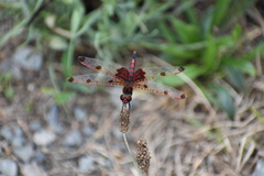 Celithemis elisa