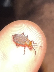 Neolochmaea dilatipennis