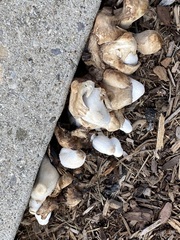 Leucocoprinus cepistipes