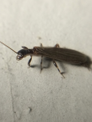 Oligotoma nigra