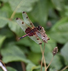Celithemis elisa