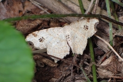 Macaria aemulataria