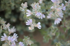 Scaevola parvibarbata