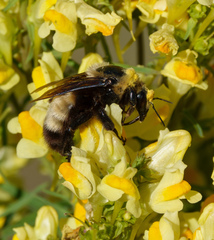 Bombus