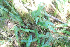 Struthiopteris spicant