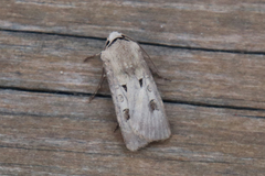 Agrotis exclamationis