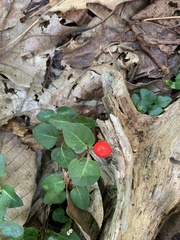 Mitchella repens